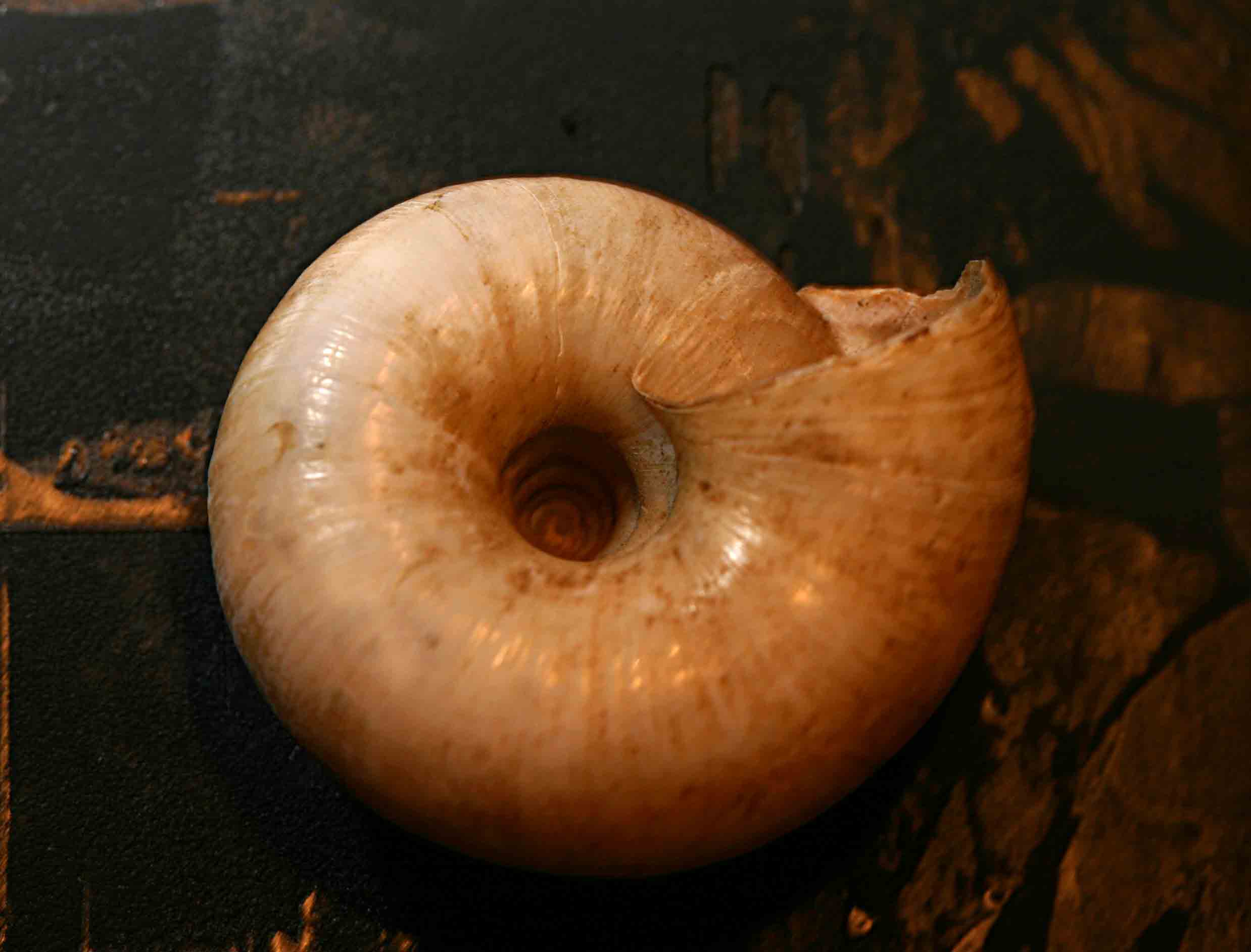 Esemplare abruzzese